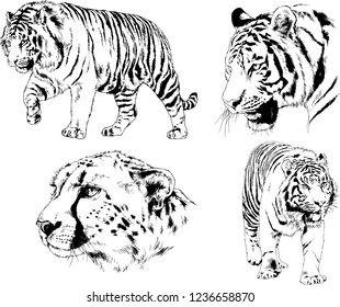 vector drawings sketches different predator , tigers lions cheetahs and leopards are drawn in ink by hand , objects with no background