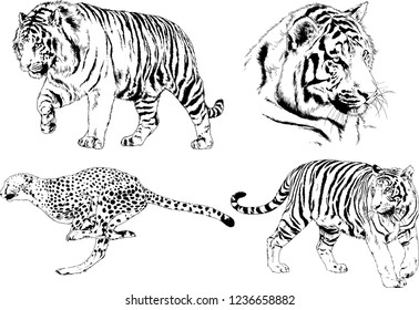 vector drawings sketches different predator , tigers lions cheetahs and leopards are drawn in ink by hand , objects with no background