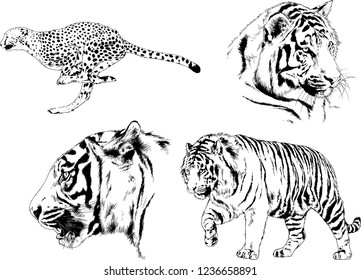 vector drawings sketches different predator , tigers lions cheetahs and leopards are drawn in ink by hand , objects with no background