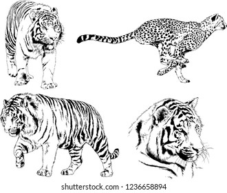 vector drawings sketches different predator , tigers lions cheetahs and leopards are drawn in ink by hand , objects with no background