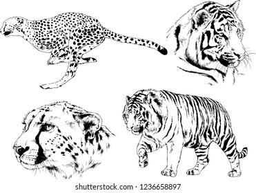 vector drawings sketches different predator , tigers lions cheetahs and leopards are drawn in ink by hand , objects with no background