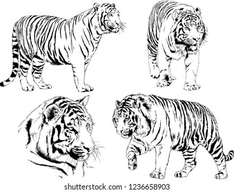 vector drawings sketches different predator , tigers lions cheetahs and leopards are drawn in ink by hand , objects with no background