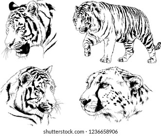 vector drawings sketches different predator , tigers lions cheetahs and leopards are drawn in ink by hand , objects with no background