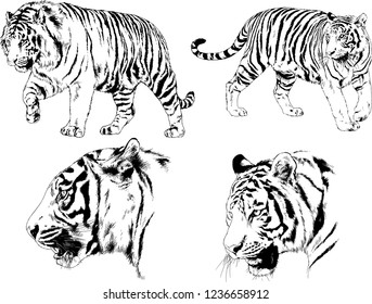 vector drawings sketches different predator , tigers lions cheetahs and leopards are drawn in ink by hand , objects with no background