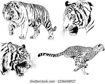 vector drawings sketches different predator , tigers lions cheetahs and leopards are drawn in ink by hand , objects with no background