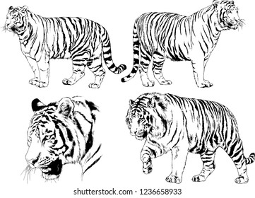 vector drawings sketches different predator , tigers lions cheetahs and leopards are drawn in ink by hand , objects with no background