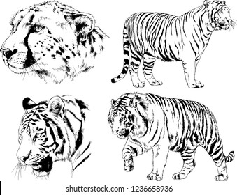 vector drawings sketches different predator , tigers lions cheetahs and leopards are drawn in ink by hand , objects with no background