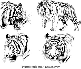 vector drawings sketches different predator , tigers lions cheetahs and leopards are drawn in ink by hand , objects with no background