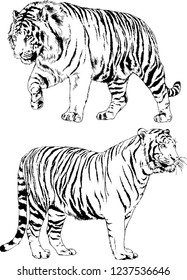 vector drawings sketches different predator , tigers lions cheetahs and leopards are drawn in ink by hand , objects with no background