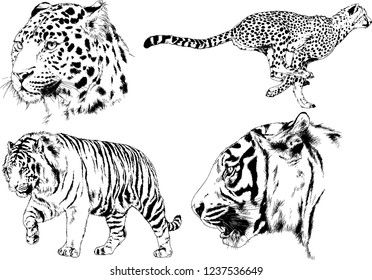 vector drawings sketches different predator , tigers lions cheetahs and leopards are drawn in ink by hand , objects with no background