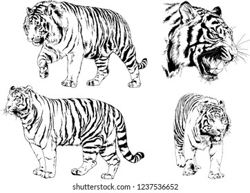 vector drawings sketches different predator , tigers lions cheetahs and leopards are drawn in ink by hand , objects with no background