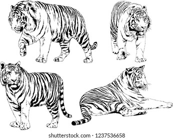 vector drawings sketches different predator , tigers lions cheetahs and leopards are drawn in ink by hand , objects with no background