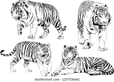 vector drawings sketches different predator , tigers lions cheetahs and leopards are drawn in ink by hand , objects with no background