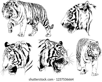 vector drawings sketches different predator , tigers lions cheetahs and leopards are drawn in ink by hand , objects with no background