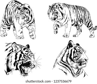 vector drawings sketches different predator , tigers lions cheetahs and leopards are drawn in ink by hand , objects with no background