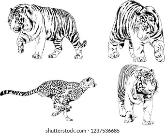 vector drawings sketches different predator , tigers lions cheetahs and leopards are drawn in ink by hand , objects with no background