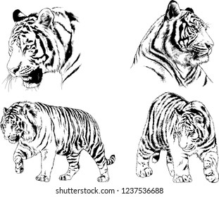 vector drawings sketches different predator , tigers lions cheetahs and leopards are drawn in ink by hand , objects with no background