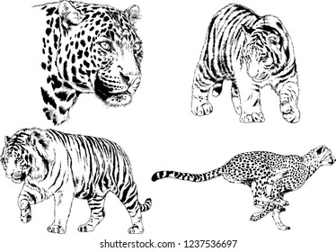 vector drawings sketches different predator , tigers lions cheetahs and leopards are drawn in ink by hand , objects with no background