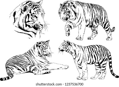 vector drawings sketches different predator , tigers lions cheetahs and leopards are drawn in ink by hand , objects with no background