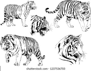 vector drawings sketches different predator , tigers lions cheetahs and leopards are drawn in ink by hand , objects with no background