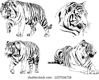 vector drawings sketches different predator , tigers lions cheetahs and leopards are drawn in ink by hand , objects with no background