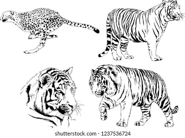 vector drawings sketches different predator , tigers lions cheetahs and leopards are drawn in ink by hand , objects with no background