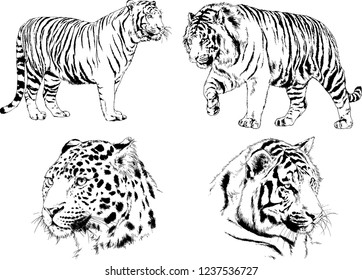 vector drawings sketches different predator , tigers lions cheetahs and leopards are drawn in ink by hand , objects with no background