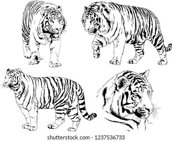 vector drawings sketches different predator , tigers lions cheetahs and leopards are drawn in ink by hand , objects with no background