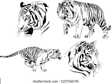 vector drawings sketches different predator , tigers lions cheetahs and leopards are drawn in ink by hand , objects with no background