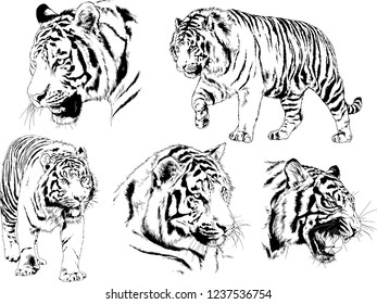 vector drawings sketches different predator , tigers lions cheetahs and leopards are drawn in ink by hand , objects with no background