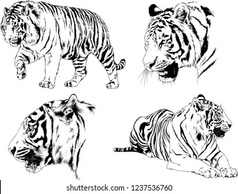vector drawings sketches different predator , tigers lions cheetahs and leopards are drawn in ink by hand , objects with no background