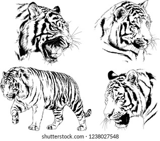 vector drawings sketches different predator , tigers lions cheetahs and leopards are drawn in ink by hand , objects with no background