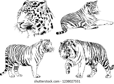 vector drawings sketches different predator , tigers lions cheetahs and leopards are drawn in ink by hand , objects with no background