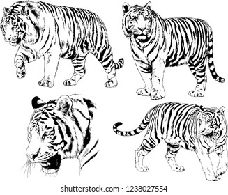 vector drawings sketches different predator , tigers lions cheetahs and leopards are drawn in ink by hand , objects with no background