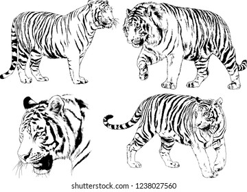 vector drawings sketches different predator , tigers lions cheetahs and leopards are drawn in ink by hand , objects with no background