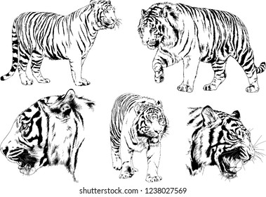 vector drawings sketches different predator , tigers lions cheetahs and leopards are drawn in ink by hand , objects with no background