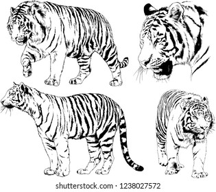vector drawings sketches different predator , tigers lions cheetahs and leopards are drawn in ink by hand , objects with no background