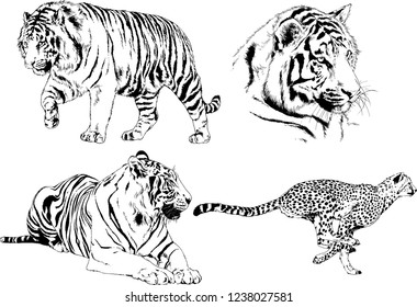 vector drawings sketches different predator , tigers lions cheetahs and leopards are drawn in ink by hand , objects with no background