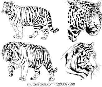 vector drawings sketches different predator , tigers lions cheetahs and leopards are drawn in ink by hand , objects with no background