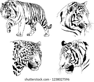 vector drawings sketches different predator , tigers lions cheetahs and leopards are drawn in ink by hand , objects with no background