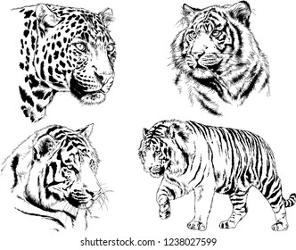 vector drawings sketches different predator , tigers lions cheetahs and leopards are drawn in ink by hand , objects with no background