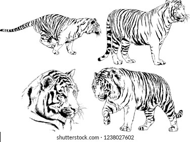 vector drawings sketches different predator , tigers lions cheetahs and leopards are drawn in ink by hand , objects with no background