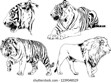 vector drawings sketches different predator , tigers lions cheetahs and leopards are drawn in ink by hand , objects with no background
