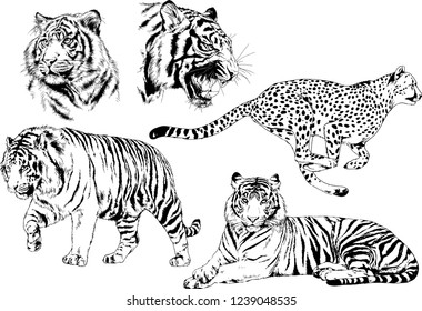 vector drawings sketches different predator , tigers lions cheetahs and leopards are drawn in ink by hand , objects with no background