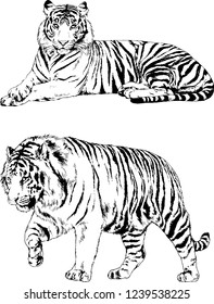 vector drawings sketches different predator , tigers lions cheetahs and leopards are drawn in ink by hand , objects with no background