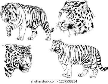 vector drawings sketches different predator , tigers lions cheetahs and leopards are drawn in ink by hand , objects with no background