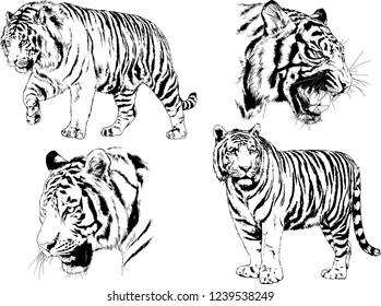 vector drawings sketches different predator , tigers lions cheetahs and leopards are drawn in ink by hand , objects with no background