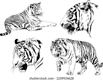 vector drawings sketches different predator , tigers lions cheetahs and leopards are drawn in ink by hand , objects with no background
