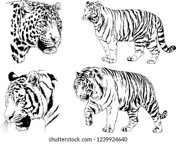 vector drawings sketches different predator , tigers lions cheetahs and leopards are drawn in ink by hand , objects with no background
