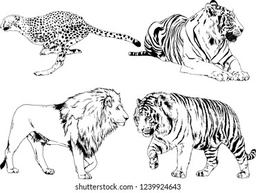 vector drawings sketches different predator , tigers lions cheetahs and leopards are drawn in ink by hand , objects with no background
